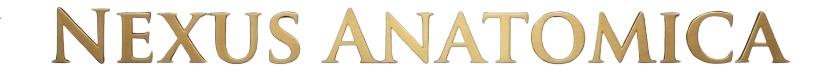 Nexus Anatomica